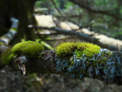 MOSS