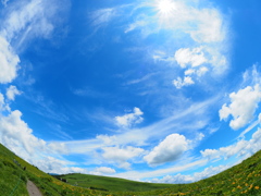 青空、白い雲、ニッコウキスゲ