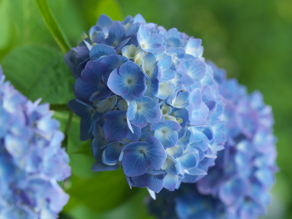 紫陽花～長谷寺にて