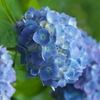 紫陽花～長谷寺にて