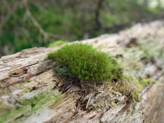 MOSS