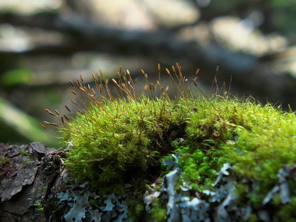 MOSS