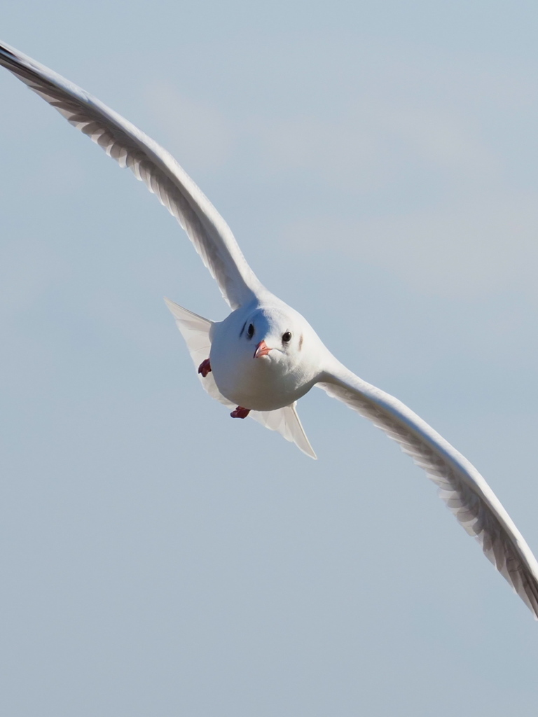 ユリカモメ