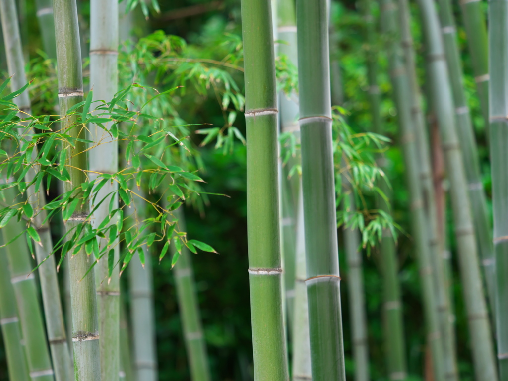 竹林～鎌倉・長谷寺にて