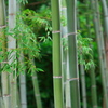 竹林～鎌倉・長谷寺にて