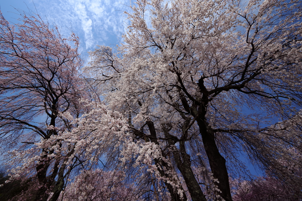 勝間薬師堂枝垂桜 2024
