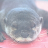 春眠暁を覚えず