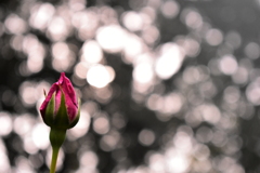 蕾