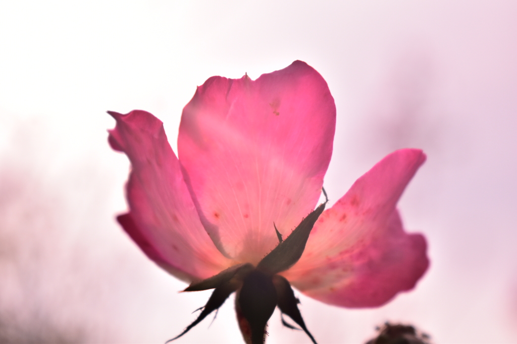 ピンクの花