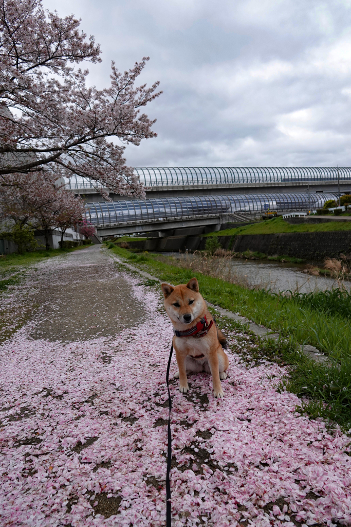 桜の絨毯