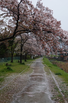 桜の涙