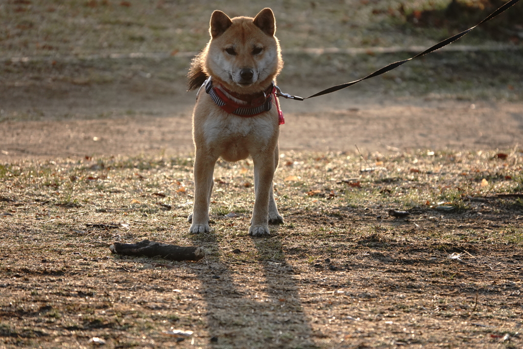 今日（２月２２日）は朝からとても暖かく、朝日を浴びた愛犬もご機嫌でした。
