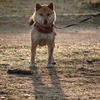 今日（２月２２日）は朝からとても暖かく、朝日を浴びた愛犬もご機嫌でした。