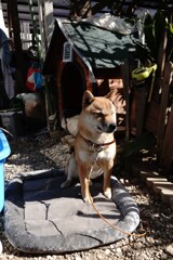 日向ぼっこ