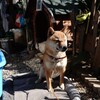 日向ぼっこ