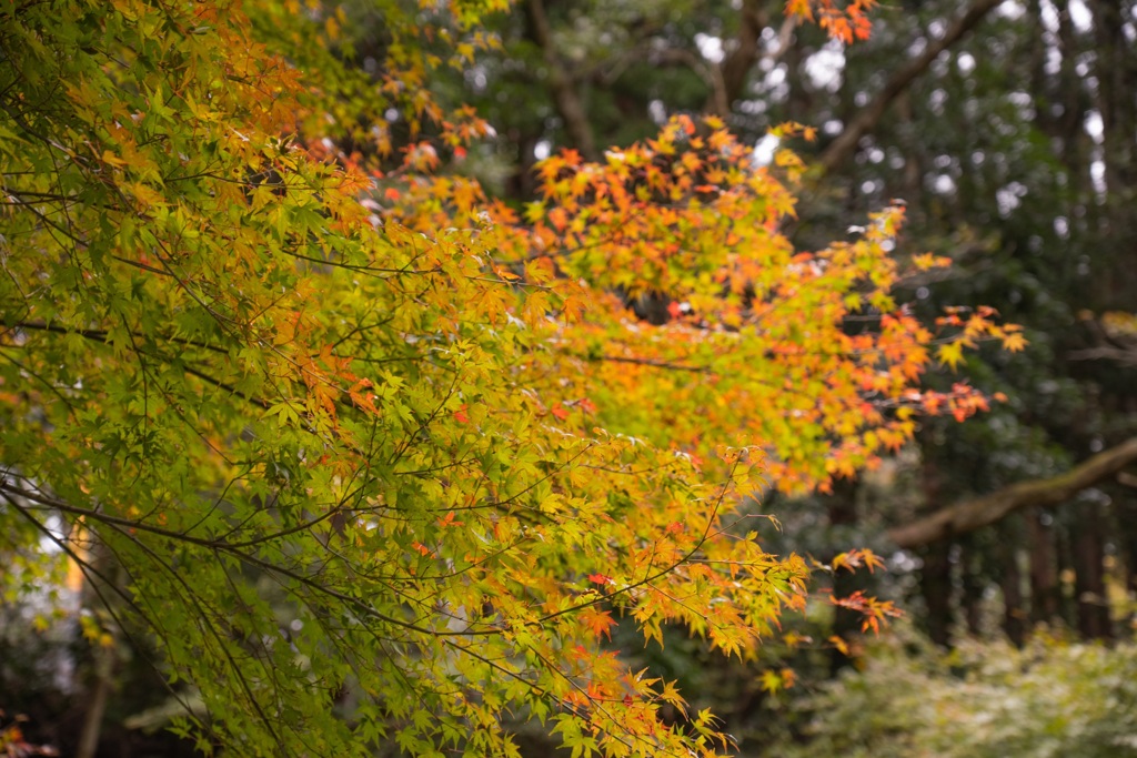 紅葉はじめ