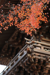 鐘楼と紅葉