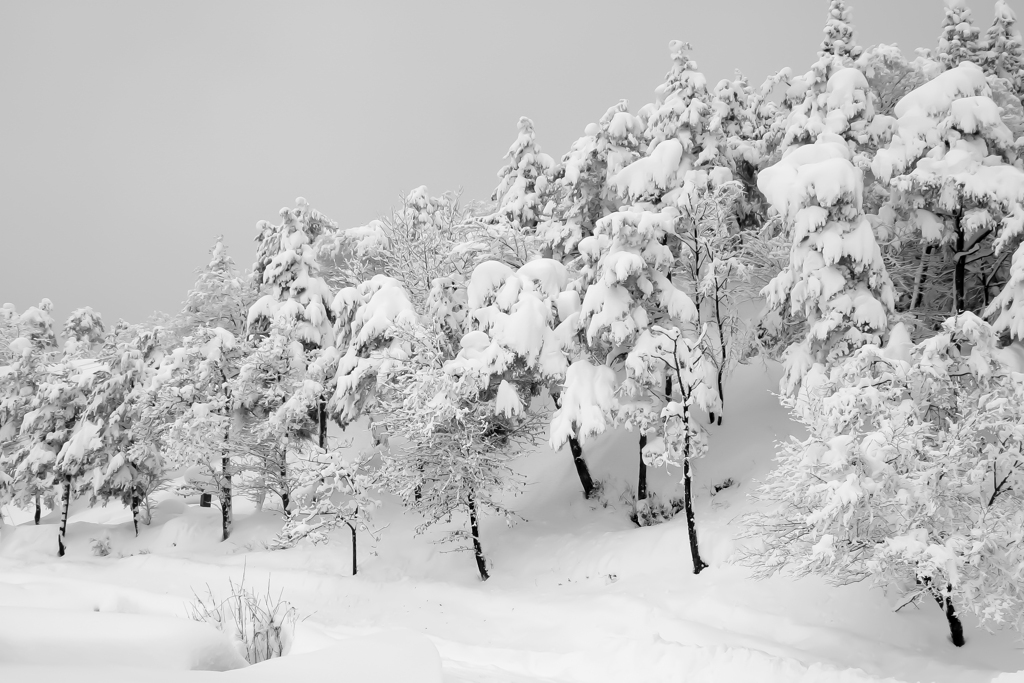 雪森