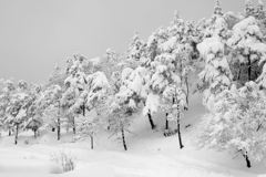 雪森