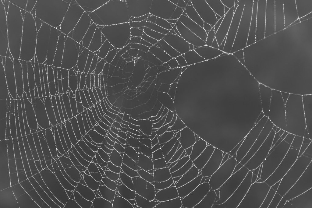 蜘蛛の巣に朝露