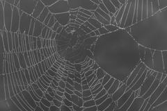 蜘蛛の巣に朝露