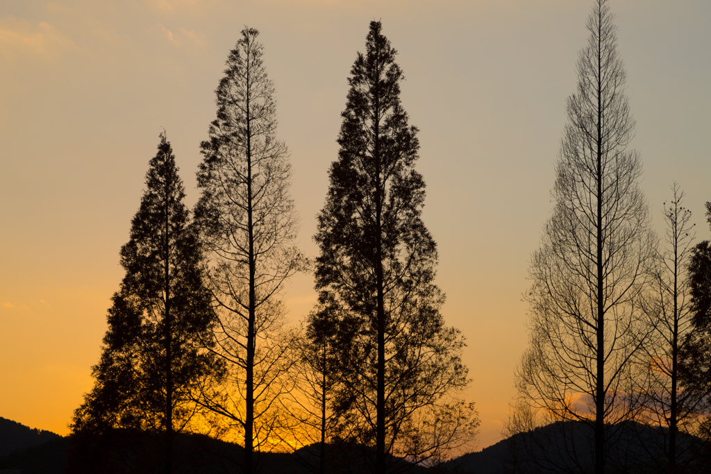 公園の12月夕暮れ