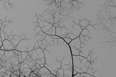 枯枝と冬の空