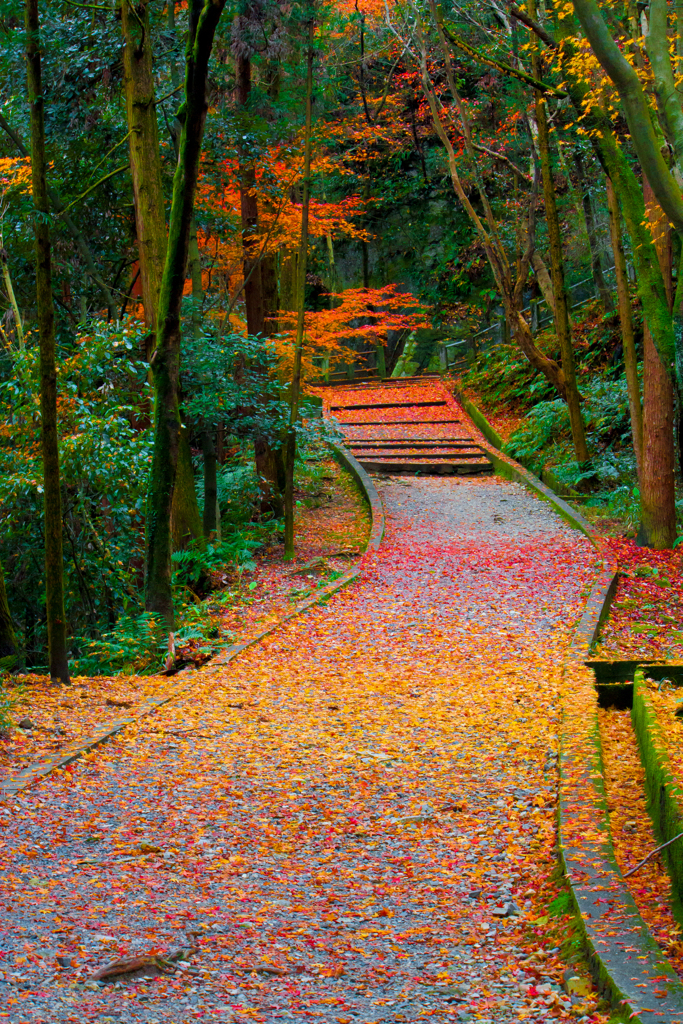 山道の落葉