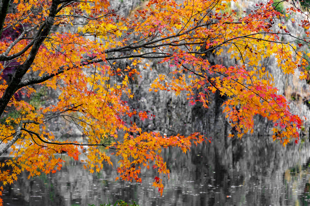 池と岩と紅葉