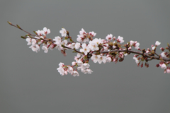 河畔の桜