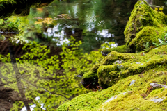 寺院の池