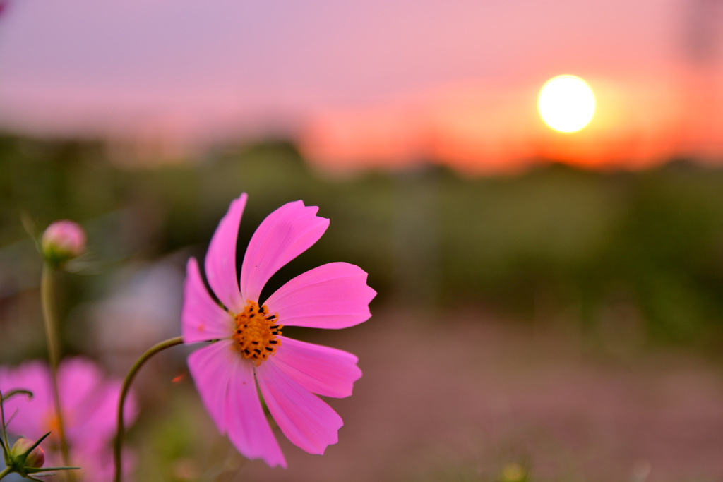 コスモスと夕日