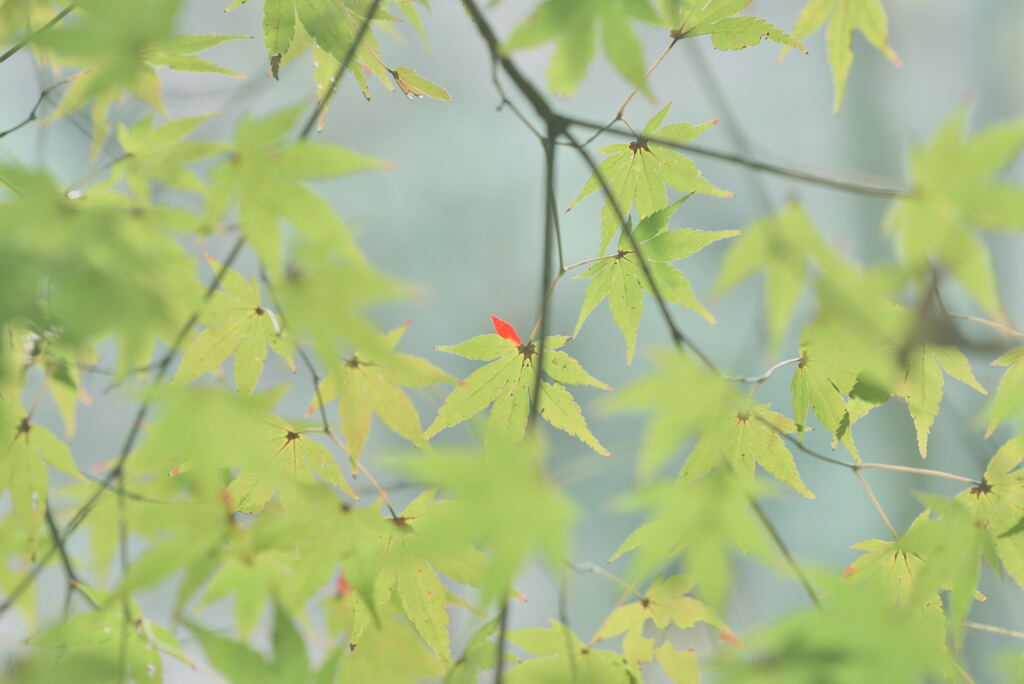 紅一点