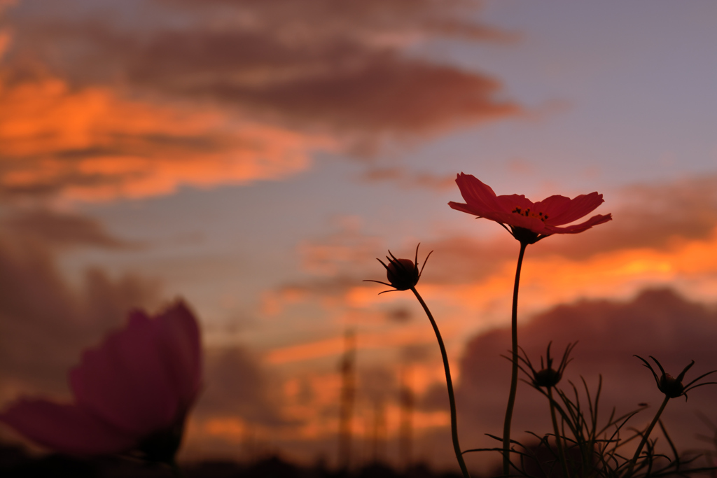 梅雨の最中の夕焼け