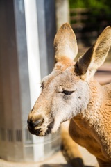 アフリカンサファリ カンガルー