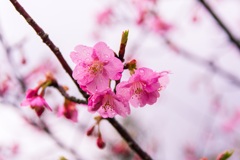 河津桜