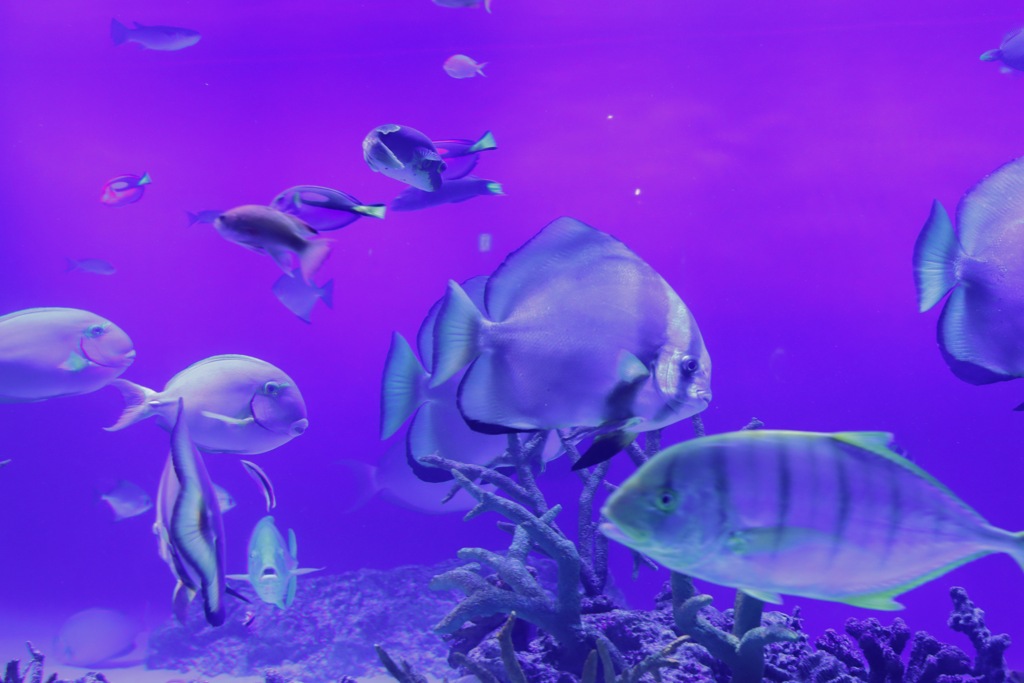 水族館にて