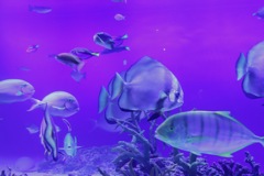水族館にて