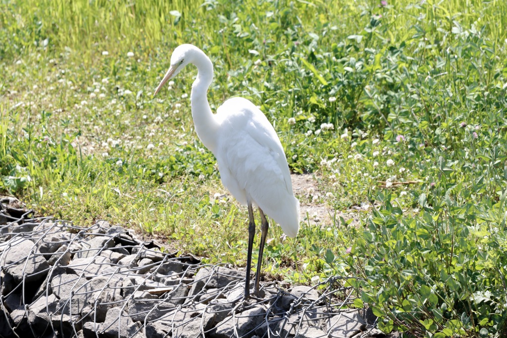 野鳥撮影の練習