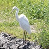 野鳥撮影の練習