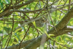 野鳥撮影②