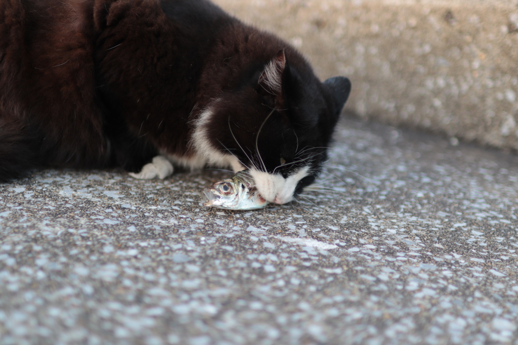 お魚くわえた野良猫♪