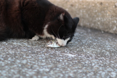 お魚くわえた野良猫♪