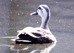 野鳥撮影③