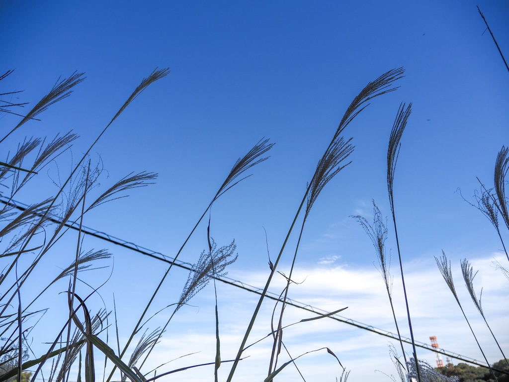 秋になりました