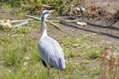 野鳥撮影の練習