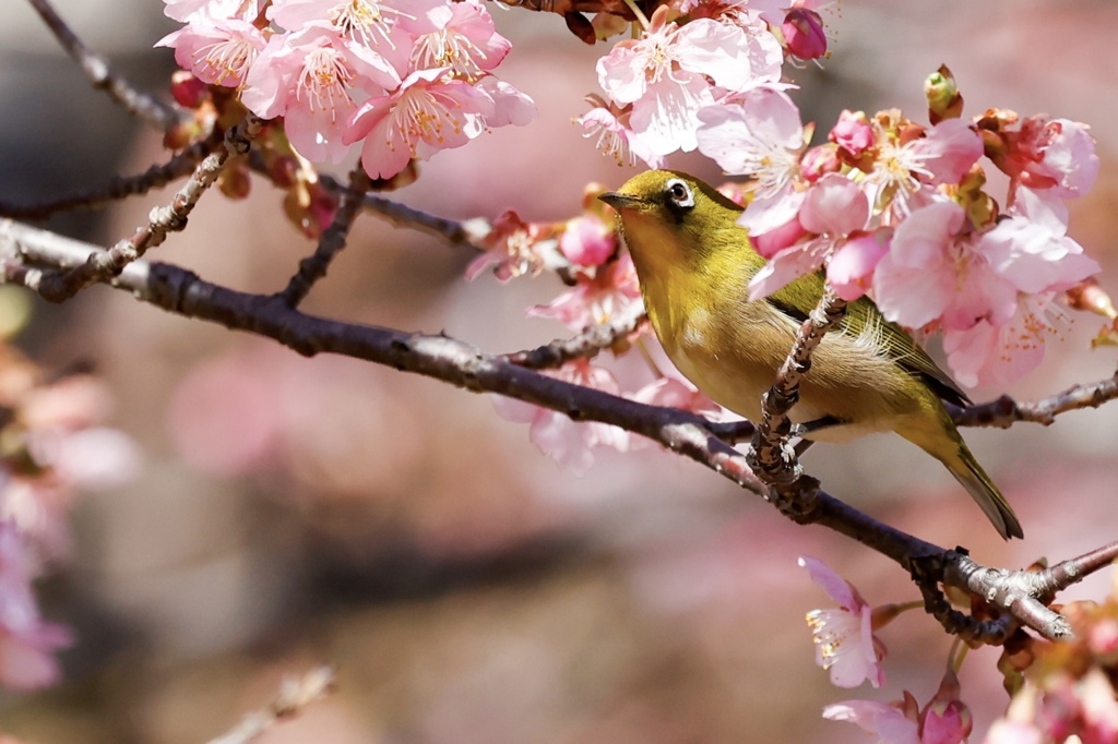 春はもうすぐ