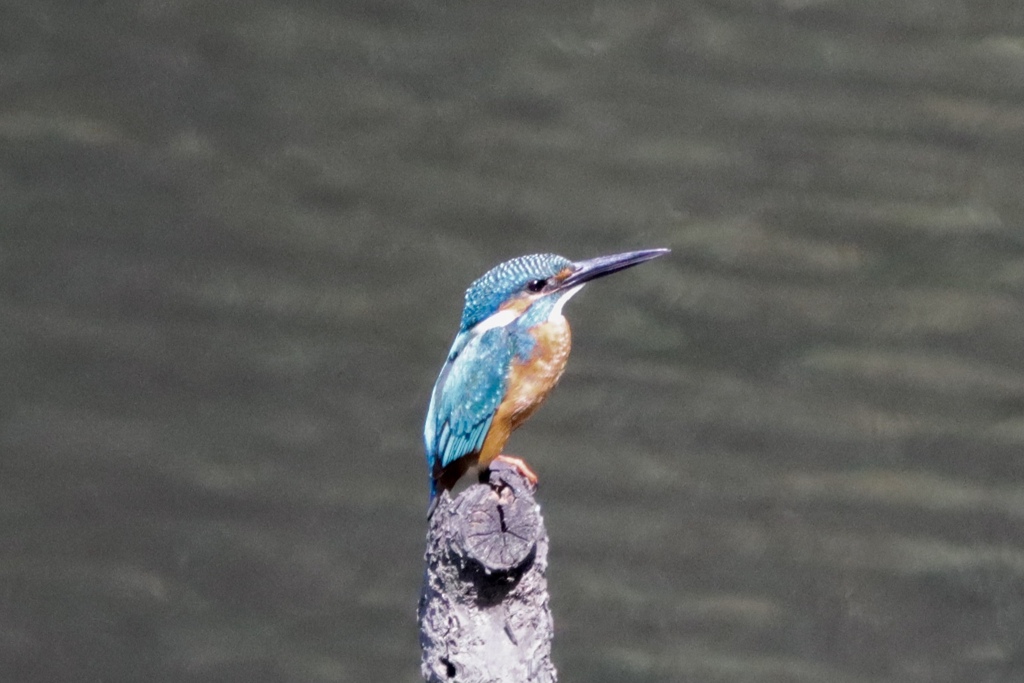 野鳥は難しい