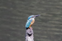 野鳥は難しい