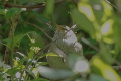野鳥撮影